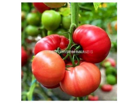 Семена домати Густо пинк /  Gusto Pink F1 - 1000 сем