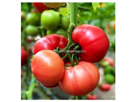 Семена домати Gusto Pink F1 - 100 сем