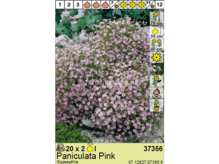 Гипсофила розова/ Gypsophila Pan. Pink - 1 оп.- 2бр.
