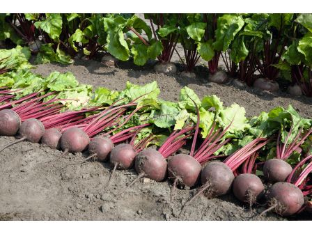 Семена за червено цвекло Pablo F1 - BJ 