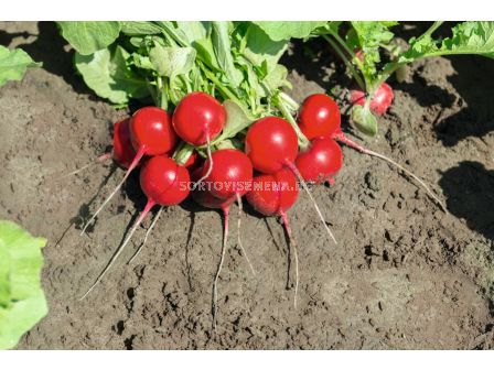 Семена за репички Roxanne F1 BJ 