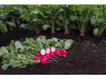 Семена за репички Roatan F1 BJ -5000 семена