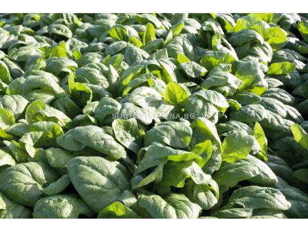 Семена за спанак Rembour F1 BJ -50 000 семена