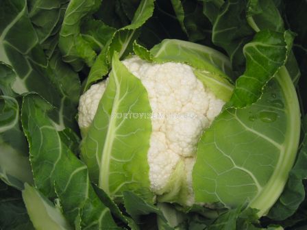 Семена за карфиол Flamenco F1 - BJ-1000 семена