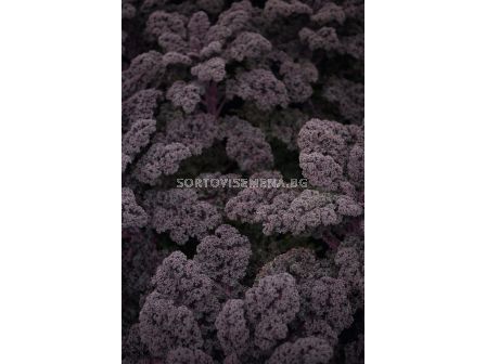 Кейл листно зеле червено  Редбор (Redbor F1) BJ -1000 семена