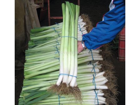 Семена за праз Lincoln) BJ -10 000 семена