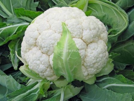 Семена Карфиол Skywalker F1 BJ -2500 семена