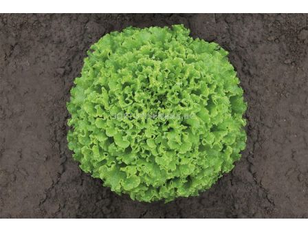 Семена Салата батавия Ларабел BJ -Кутия 10 бр х 5000 сем