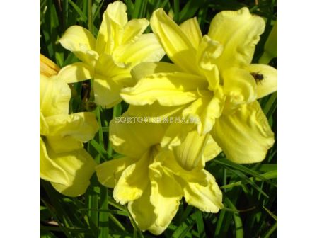 Хемерокалис двоен- жълт / Hemerocallis Double yellow / 1 бр