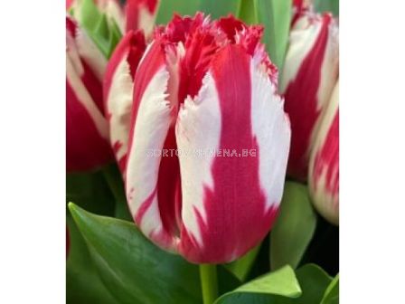 Лале/ Tulipa Happy Clown - 1 бр.