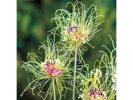 Декоративен лук Hair - Пакет: 1 оп.- 10 бр. - 1