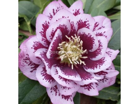 Кукуряк / Helleborus Double Ellen Spotted Pink / 1 бр