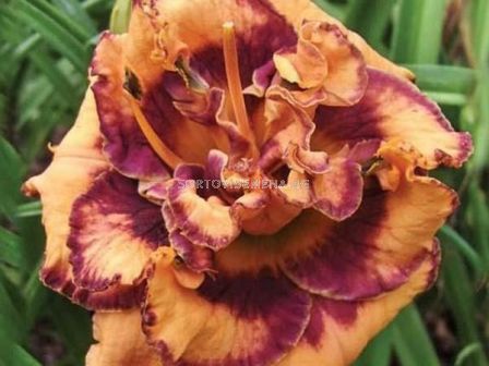 Хемерокалис двоен - тиква / Hemerocallis Double pumpkin / 1 бр