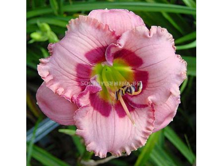 Хемерокалис (Hemerocallis) Cherry Valentine