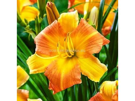 хемерокалис Every Daylily Punch Yellow