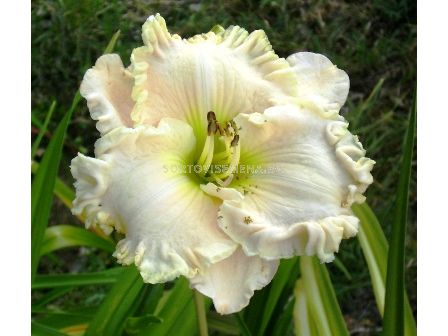 Хемерокалис (Hemerocallis) Gentle Sheperd