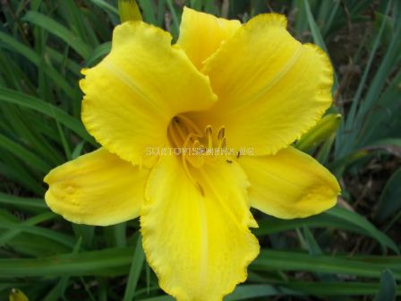 Хемерокалис (Hemerocallis) Mary Todd