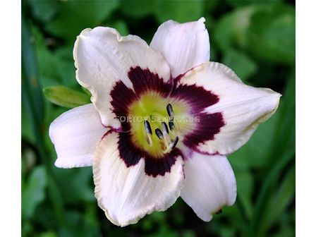 Хемерокалис (Hemerocallis) Moonlight Masquerade