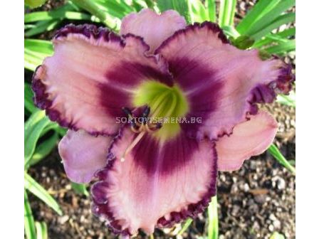 Хемерокалис (Hemerocallis) Royal Braid 