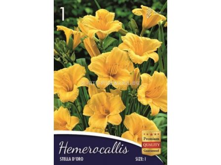 Хемерокалис (Hemerocallis) Stella D'Oro