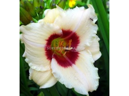 Хемерокалис White - Hemerocallis  White