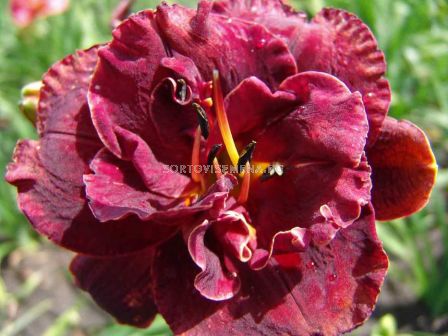 Хемерокалис /HEMEROCALLIS NIGHT EMBERS/ 1 бр
