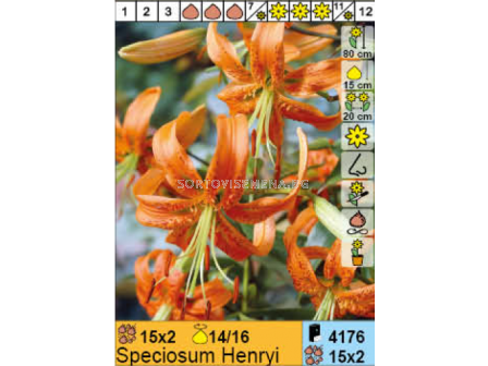 Лилиум Speciosum Henryi/ Lilium - 1 оп.- 2 броя