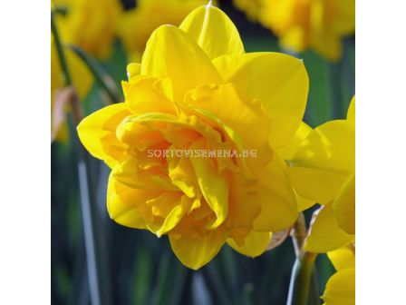 Нарцис /Narciss 'Heamoor' / 1 бр