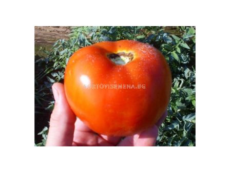 Семена Домати безколови Hector F1 - 1000 сем