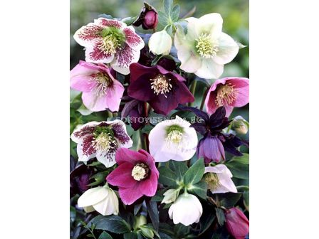 Кукуряк /Helleborus Ballard Hybrids / 1 бр