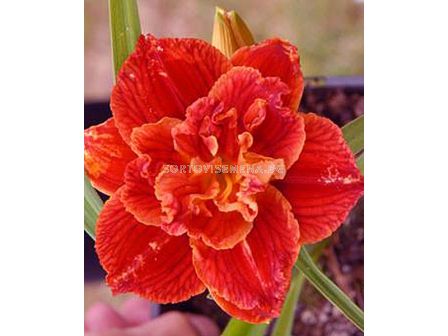 Хемерокалис Паприка / Hemerocallis Paprika flame / 1 бр