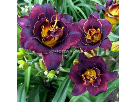 Хемерокалис /HEMEROCALLIS VOODOO DANCER/ 1 бр - sortovisemena.bg Хемерокалис /HEMEROCALLIS VOODOO DANCER/ 1 бр