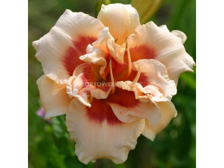 Хемерокалис  42nd Street