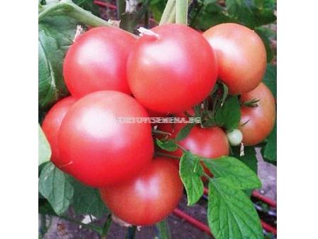 Семена домати ХЕПИНЕТ F1 ( HAPYNET F1 ) Syngenta 1 оп-100 сем.
