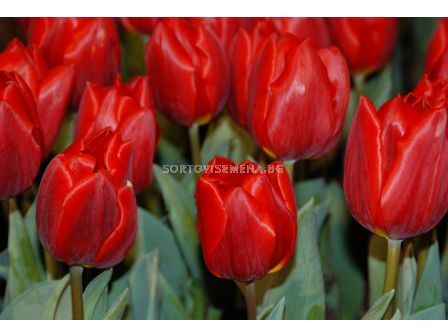 Лале /Tulip Red Emperor/ 10/11
