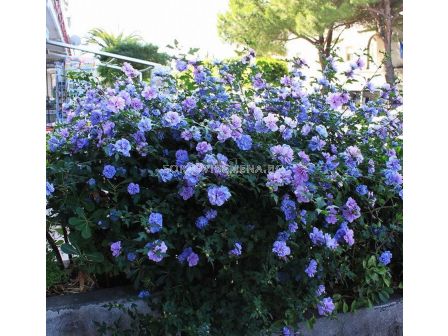 Хибискус (Hibiscus Syriacus Blue Chiffon) - син