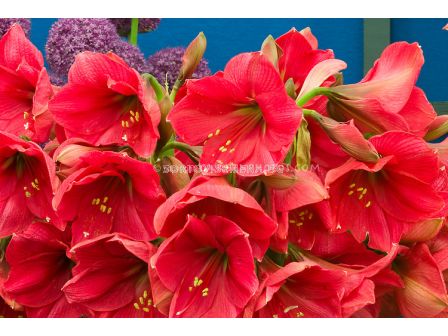 Амарилис /Hippeastrum galaxy 'Hercules'/-1 бр