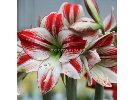 Амарилис galaxy Ambiance - 1 бр.