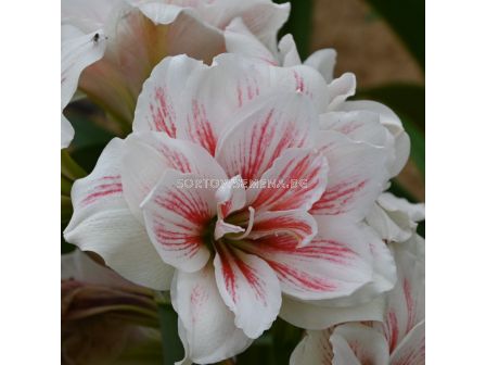 Амарилис double galaxy Aquaro - 1 бр. - 2