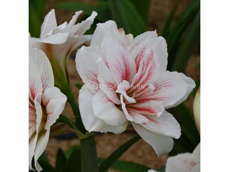 Амарилис double galaxy Aquaro - 1 бр. - 1