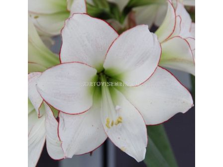 Амарилис Picotee - Hippeastrum diamond 'Picotee - 1 бр