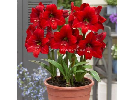 Амарилис / Amaryllis Red Tiger/ 1 бр