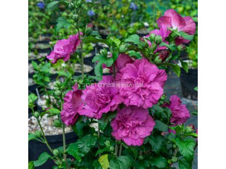 Хибискус (Hibiscus Syriacus Magenta Chiffon) – виолетов