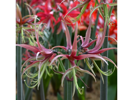 Амарилис Chico - 1 брой