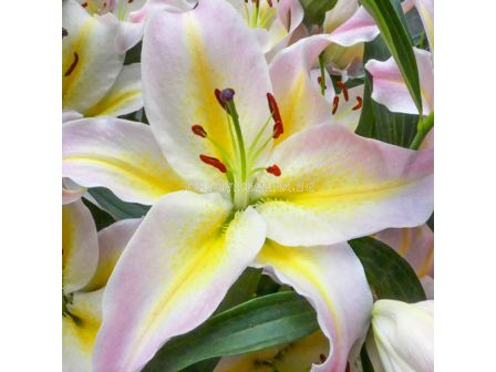 Лилиум Hocus Pocus/ Lilium oriental 'Hocus Pocus' - 1 бр.