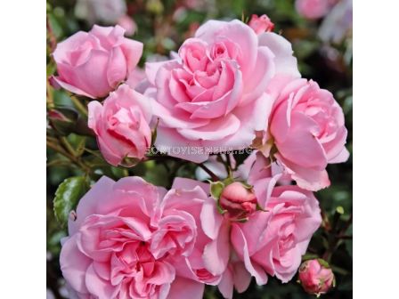 Роза Home & Garden (роза флорибунда) серия Märchen Rosen - Kordes - 1 брой - 1