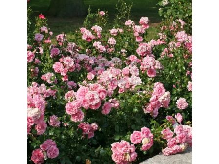 Роза Home & Garden (роза флорибунда) серия Märchen Rosen - Kordes - 1 брой - 4