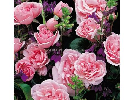 Роза Home & Garden (роза флорибунда) серия Märchen Rosen - Kordes - 1 брой - 3