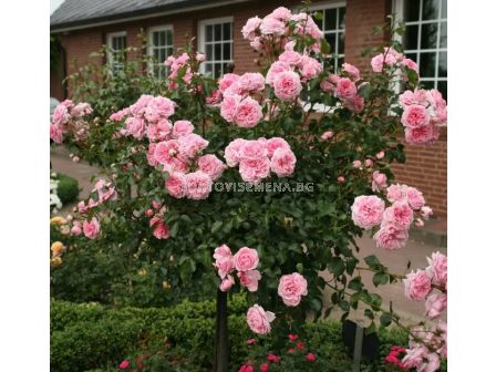 Роза Home & Garden (роза флорибунда) серия Märchen Rosen - Kordes - 1 брой - 2