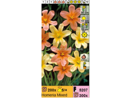 Хомерия микс  - 1 брой